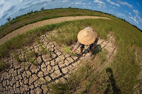 Nhiều bà con nông dân ra đồng tranh thủ vớt vát ít lúa cháy về làm thức ăn cho bò.