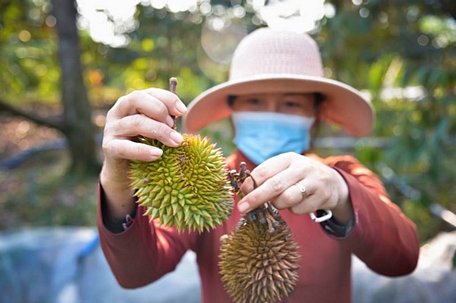 Mỗi tháng chị Mai phải bỏ ra 12 triệu đồng mua nước ngọt tưới cho cây sầu riêng nhằm ngăn chặn tình trạng thiếu nước khiến cây bị rụng trái.