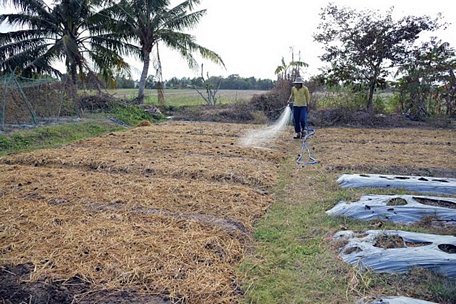 Nhiều nông dân đã đào ao dự trữ nước ngọt từ sớm nên hiện nay vẫn còn nước ngọt để sử dụng.