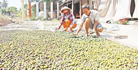 Trái cam non nhỏ bằng trái hạnh được vợ chồng anh Trọng mua về phơi khô.