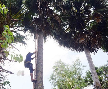 Leo thốt nốt là nghề “lấy công làm lời”