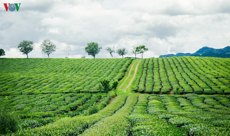 Từ mùa xuân trở đi, đặc biệt là từ cuối xuân, những đồi chè bắt đầu ra nõn búp, cho mùa thu hoạch mới sau bao ngày lạnh giá mùa đông.