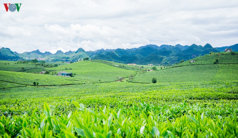 Màu xanh ngút ngàn của cả cao nguyên ngời lên sức sống, xuân sắc, xuân tình. Màu xanh ấy không chỉ là vẻ đẹp riêng của đồi chè mà còn mang trong đó những giá trị, tinh túy, hương sắc riêng của chè cao nguyên Mộc Châu.