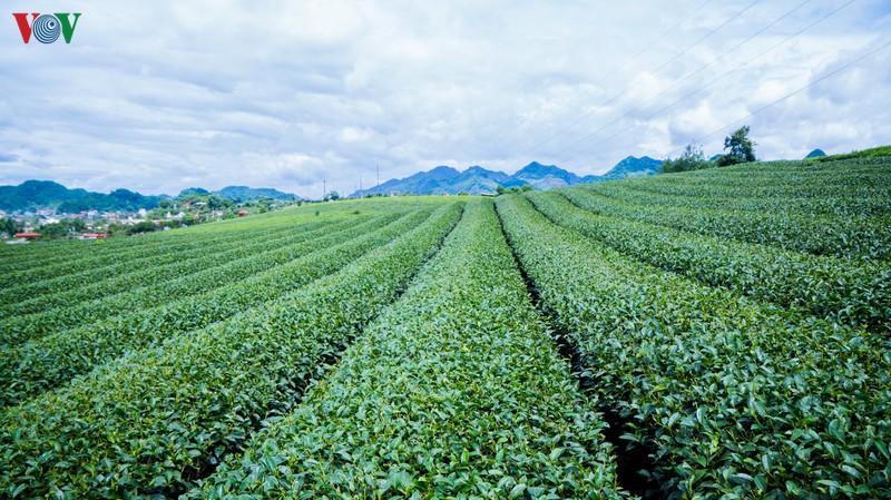 Màu xanh của chè luôn đem đến cảm giác mát lành, tinh khiết của miền đất có khí hậu đặc biệt và sự chăm sóc cần mẫn của người nông dân nơi đây.