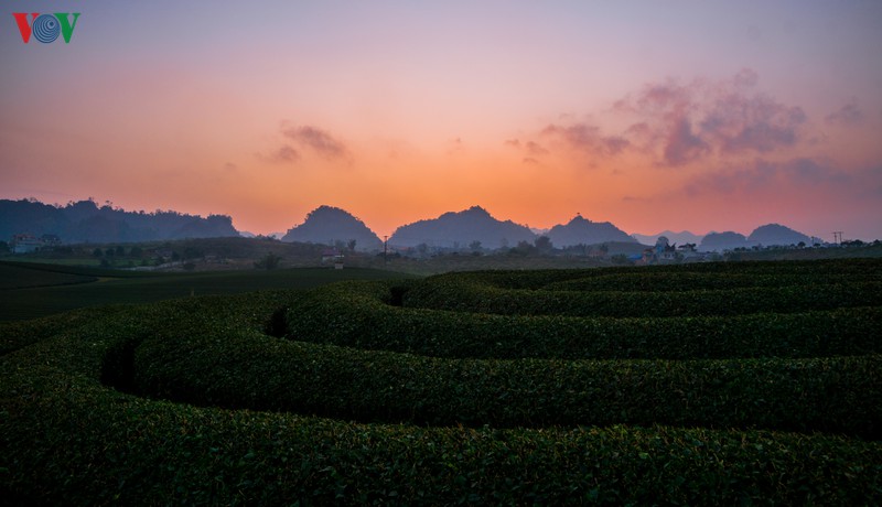 Có thể bạn không may mắn lắm khi đi một ngày hoàng hôn kém rực rỡ nhưng trên những đồi chè, ánh chiều tà, màu tịch dương vẫn ngời lên sức cuốn hút, những rung động mãnh liệt.