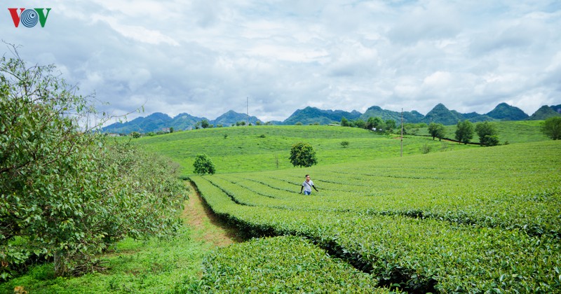 Tha thẩn, đi giữa đồi chè, cảm nhận cái mênh mông, bát ngát, hòa mình trong thiên nhiên, tạo vật,...