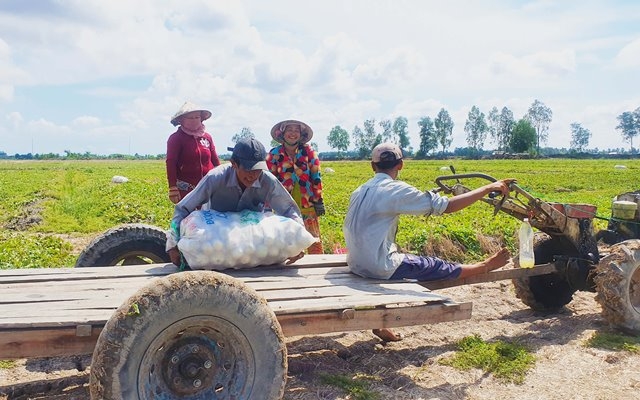 Xe công nông tham gia tập kết sản phẩm.