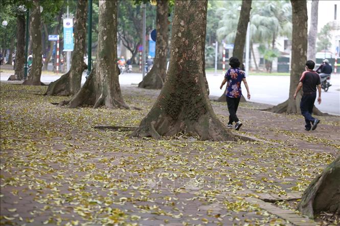 Đường Phan Đình Phùng với những mảng màu vàng chanh bởi lá sấu rụng bao quanh những gốc sấu già tạo cho mỗi người những liên tưởng và hoài niệm riêng. Ảnh: Anh Tuấn/TTXVN