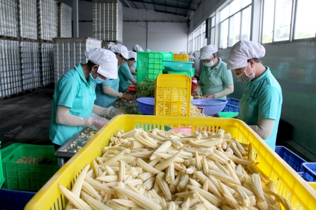 Sản xuất nông nghiệp ứng dụng công nghệ cao là một trong những lĩnh vực được tỉnh chú trọng mời gọi đầu tư.
