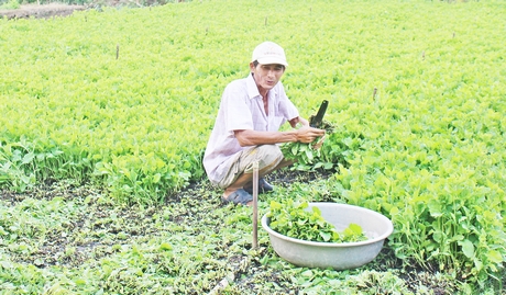  Trồng rau cải trời giúp anh Ngọc có nguồn thu khá.