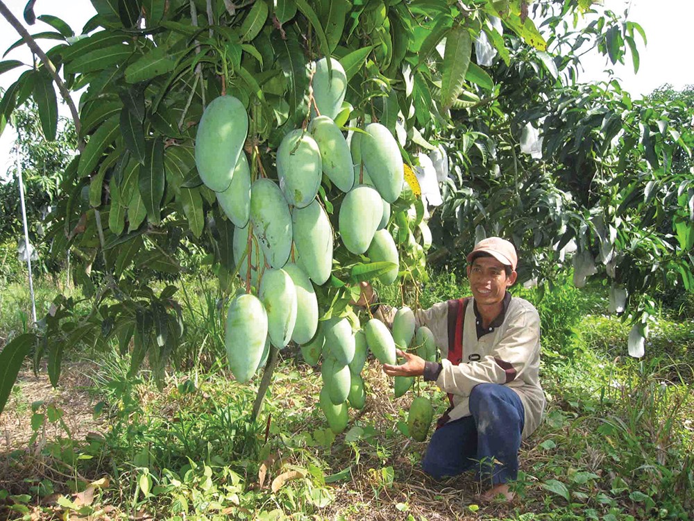 Xoài tượng da xanh là giống được xuất mạnh sang thị trường Hàn Quốc, Trung Quốc