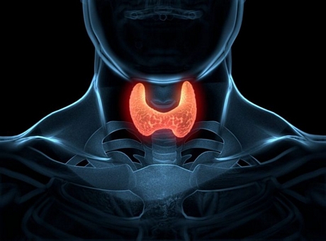 Suy tuyến giáp: Tuyến giáp suy yếu sẽ sản sinh ít hormone hơn, trong khi những hormone này có tác dụng giảm tình trạng ngáy ngủ.