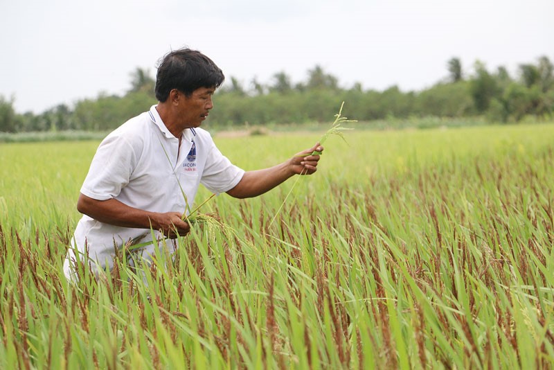 Nông dân Ba Nhựt bên cánh đồng lúa thảo dược. Ảnh: H.Phúc