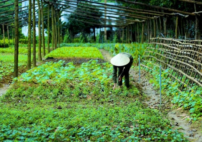 Farmstay này được thiết kế theo cấu trúc đặc biệt, nằm gọn trong khuôn viên hơn 1,8 ha đất vườn và đất nông nghiệp. Diện tích đất vườn ở đây khá rộng với đầy đủ các loại rau, cây ăn quả theo mùa của địa phương như: chuối, các loại cải, rau muống, rau răm, diếp cá, nghệ, gừng, dưa leo... Đến đây, bạn sẽ được trải nghiệm, hóa thân vào cuộc sống của người nông dân làm vườn bình dị mà rất sinh động tại các vườn cây trải dài, xanh mướt. 