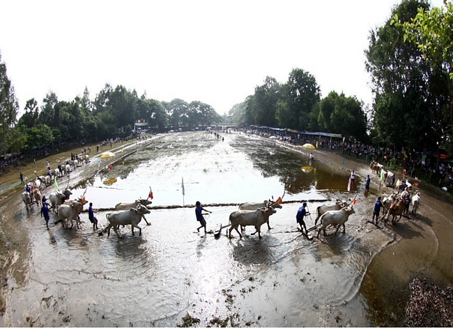 Lễ hội đua bò Bảy Núi là một lễ hội của đồng bào dân tộc người Khmer mang đậm nét bản sắc văn hóa dân gian và là một môn thể thao độc đáo ở vùng Bảy Núi, được tổ chức vào dịp lễ Sene Dolta của người Khmer vào ngày 30/8 âm lịch hằng năm ở huyện Tri Tôn, tỉnh An Giang. (Ảnh: Duy Khương/TTXVN)