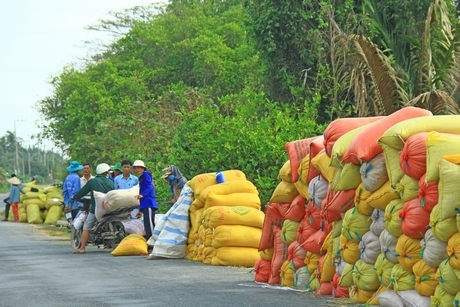 Vụ lúa Đông Xuân 2019- 2020 nông dân trúng mùa được giá.