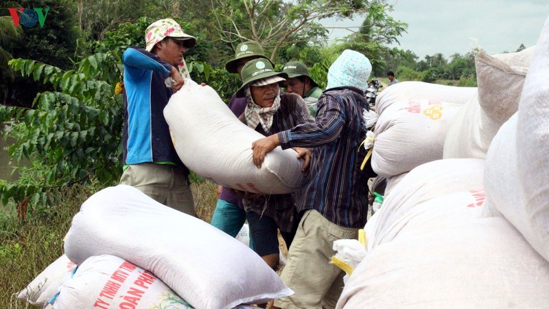 Giá lúa tươi ổn định từ 5.000 - 5.600/kg giúp người dân tiếp tục có lãi