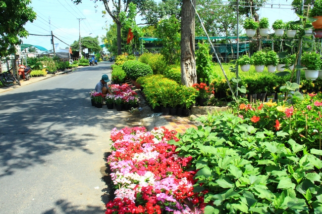 Người dân bình thản chăm sóc hoa ngay dưới đường trong khu vực làng hoa.