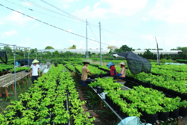 Người dân chăm chỉ trên cánh đồng hoa.