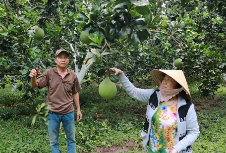 Thực hiện cơ cấu lại ngành nông nghiệp, các mô hình kinh tế hiệu quả góp phần nâng cao thu nhập cho người dân.