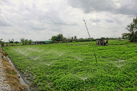 Nhờ hệ thống tưới phun rẫy màu, thời gian và chi phí nhân công giảm đáng kể.