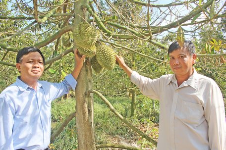 Cây sầu riêng của xã Mỹ Thạnh Trung được huyện Tam Bình chọn làm điểm để phát triển mô hình.