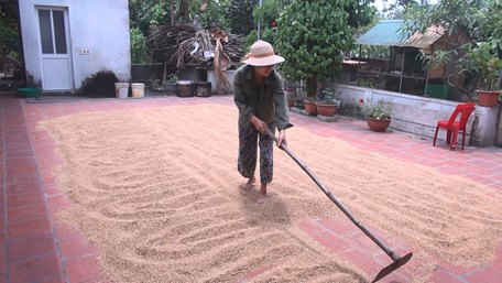 Bà Đỗ Thị Hiền (đang phơi lúa) ở thôn Trung Lập 3, xã Xuân Lập, huyện Thọ Xuân (Thanh Hóa) tự nguyện không nhận tiền hỗ trợ của Chính phủ - Ảnh: HÀ ĐỒNG