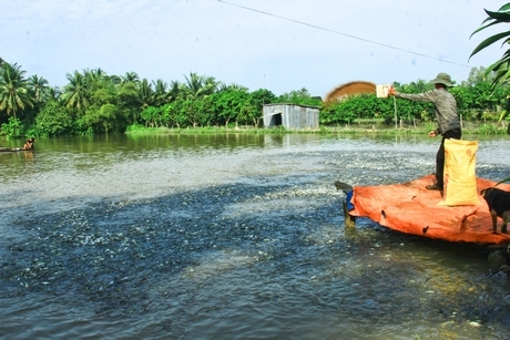 Hiện giá thành sản xuất cá tra lên đến 21.000- 22.000 đ/kg.