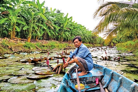 Mô hình trồng bông súng đem lại cho ông Nguyễn Văn Mừng thu nhập vài chục triệu đồng mỗi năm.