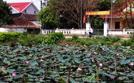 Đường về quê Bác mùa này ngát hương sen, đẹp như một bức tranh yên bình, như chính tâm hồn của người dân nơi đây.