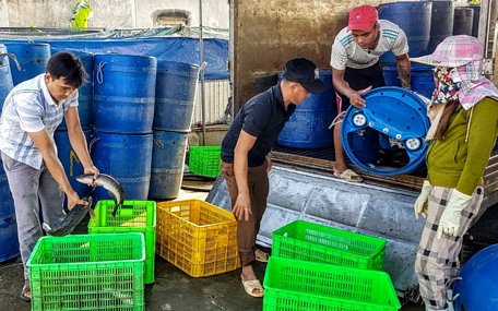  Anh Bùi Văn Thỏa đáng kiểm tra cá lóc đầu nhím trước khi bán ra thị trường