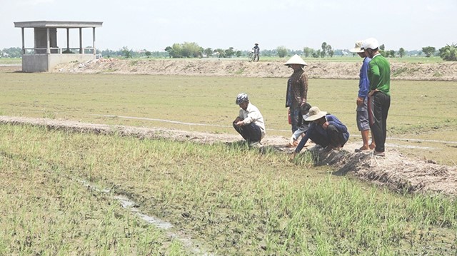 Người dân thực hiện nhiều giải pháp cứu chữa nhưng lúa chưa có dấu hiệu phục hồi