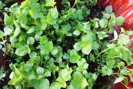Hạt giống tía tô xanh được nhập khẩu từ Hàn Quốc về để ươm ra cây con và đem xuống giống.