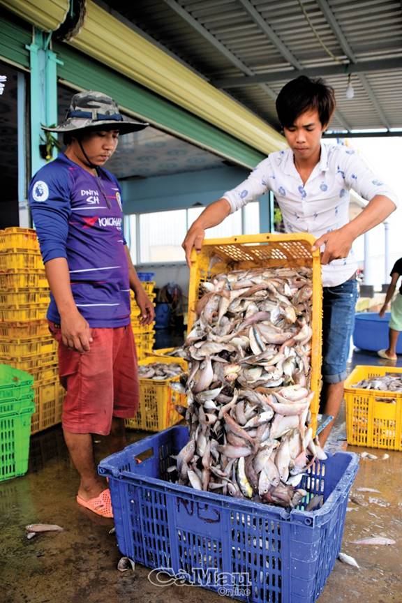 Các vựa cá ở Xóm Đảo, thị trấn Sông Đốc tạo việc làm cho nhiều thanh niên. Họ không phải đi làm ăn xa.