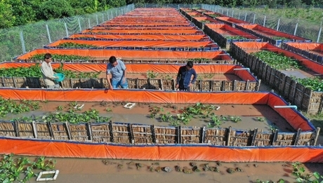 Nông dân cần đổi mới tư duy, cách làm trên đồng đất. Trang trại lươn giống của anh Nguyễn Thanh Tân liên tục mở rộng quy mô. Ảnh: Lươn giống Thanh Tân cung cấp