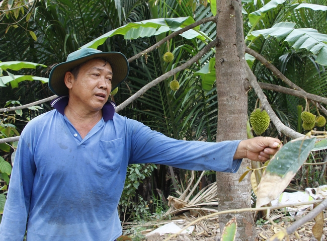 Khô cành, chết nhánh, rụng trái,… khiến nhà vườn lao đao vì sầu riêng vụ này.