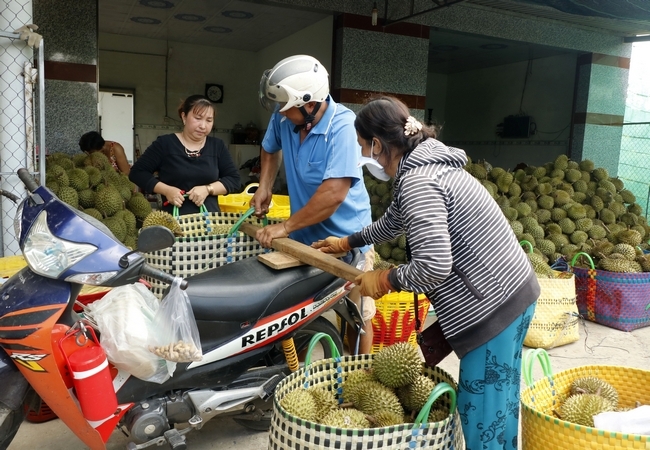 Vựa sầu riêng hơn 8 năm, chị Phan Mỹ Tiên cho hay: “Đó giờ mới thấy sầu riêng rớt giá mà bán chậm như vầy”.