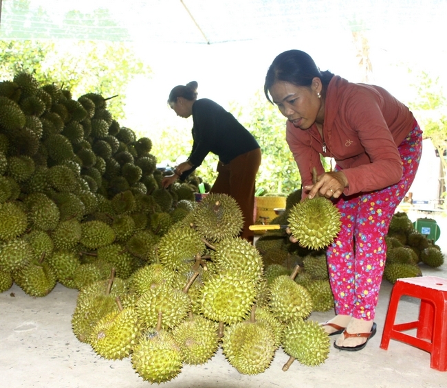 Theo nhiều thương lái, vụ sầu riêng này chất lượng cũng giảm hơn.