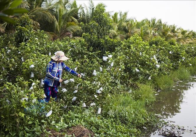 Mô hình trồng ổi chuyển đổi từ đất lúa kém hiệu quả của gia đình bà Trần Thị Bé Thùy, Tổ 3, ấp Kênh 10B, thị trấn Tân Hiệp, huyện Tân Hiệp (Kiên Giang). 