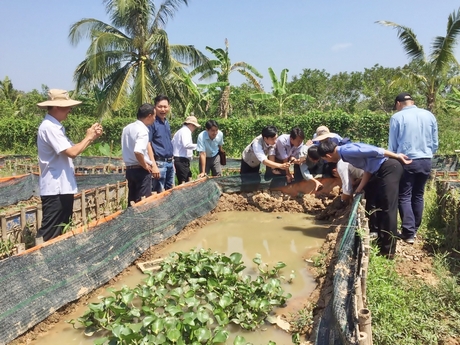  Trang trại nuôi lươn của anh Tân thu hút nhiều đoàn khách đến tham quan.