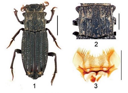 Loài cánh cứng mới được đặt tên khoa học là Rhyparus vietnamicus Ochi, Kusui, Pham, 2018 - Ảnh: vast.ac.vn