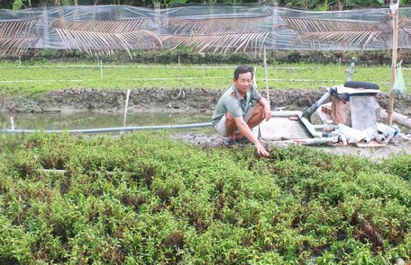 Nông dân Trần Văn Giai bên liếp rau răm đang trúng lớn.