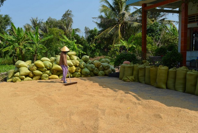  Mùa khô năm nay đến sớm, thời điểm thu hoạch lúa Đông Xuân (trước và sau Tết Nguyên đán) các ghe vận chuyển lúa cỡ nhỏ đã không thể hoạt động. Người dân không bán được lúa tươi phải phơi khô, trữ lại.