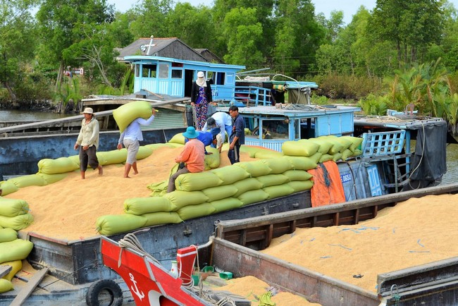 Khi thương lái ở các vùng trên về thu mua lúa, nhóm trưởng sẽ đứng ra nhận mối và huy động anh em vận chuyển. Công việc của họ gồm 2 bước: dùng xe máy chở lúa ra và đưa lúa từ trên bờ xuống ghe.