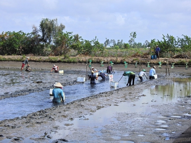 Vào những ngày thu hoạch, ruộng tôm đông như hội. Nhiều gia đình tạm gác việc nhà để sang giúp hàng xóm. Với họ, đây là cách vần công để vài hôm sau đến mình thu hoạch tôm thì hàng xóm qua tiếp lại.