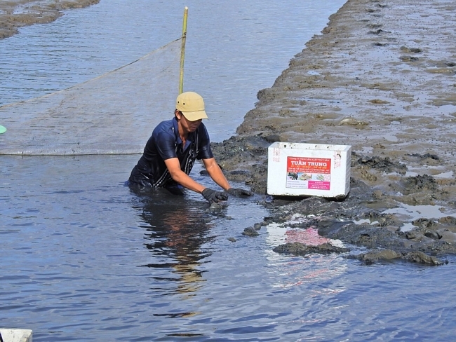 Nước được bơm ra, cánh đồng cạn dần. Lúc này họ dùng máy đảo nước cho đục lên để tôm nổi đầu. Cánh đàn ông dùng lưới kéo, sau đó tôm còn sót lại nổi đầu dạt vào bờ sẽ có tốp khác đi dọc theo bắt.