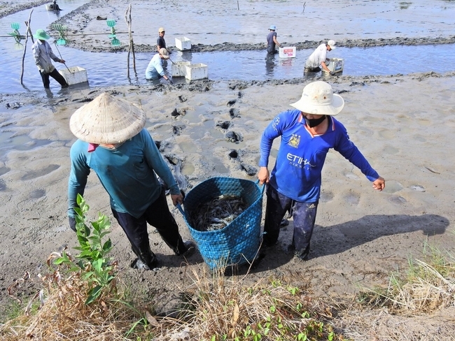 Trên bờ, một số người chuẩn bị giỏ, xe máy để nhanh chóng chở tôm đưa vào trong nhà.