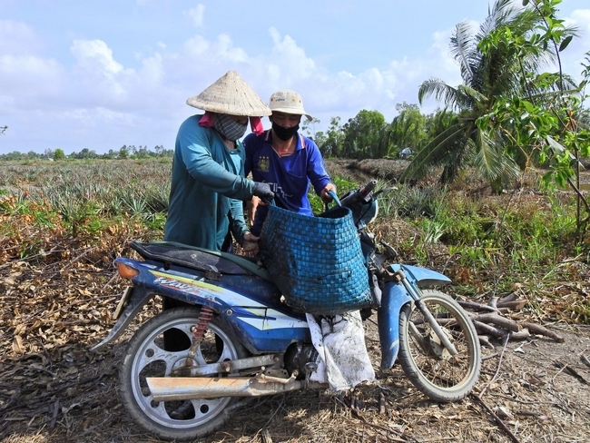 Trên bờ, một số người chuẩn bị giỏ, xe máy để nhanh chóng chở tôm đưa vào trong nhà.