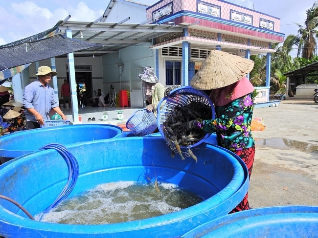 Những con tôm lớn được cân bán cho thương lái. Còn tôm nhỏ được chủ ruộng rọng để thả nuôi lại.