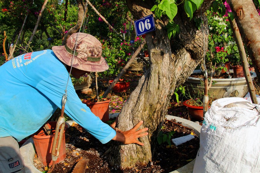 Tùy vào dáng thế và độ tuổi của gốc hoa giấy cũng như số lượng sắc hoa được ghép, mà cây hoa giấy đa sắc có giá từ vài chục đến hơn 100 triệu đồng/ cây.